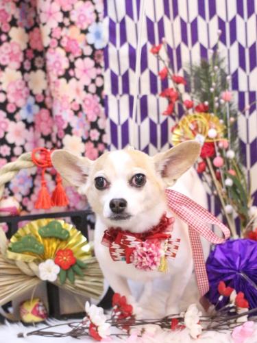 20250125うにちゃん